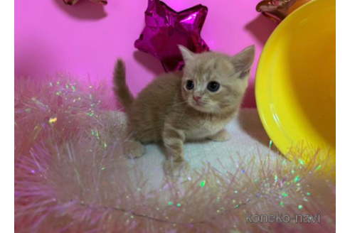 成約済の大阪府のスコティッシュフォールド-68355の4枚目